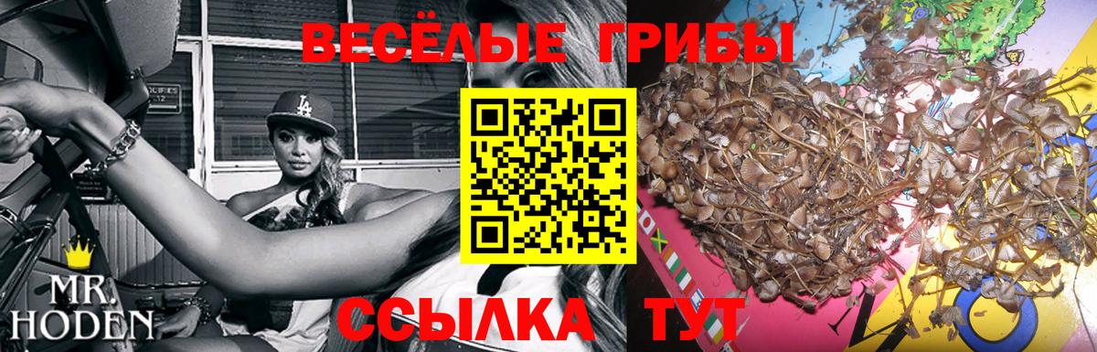 Белебей  Галлюциногенные грибы Psilocybe  Вход с VPN 